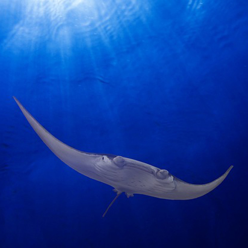 Agnès Ferrand - La magie des océans - Raie Manta