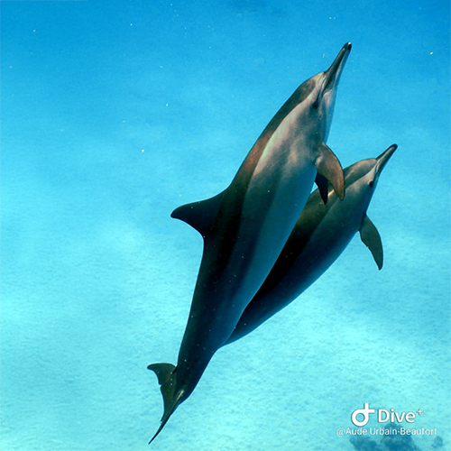 Deux dauphins nagent en harmonie dans l'eau turquoise, symbolisant la fluidité du bien-être aquatique et la connexion à la