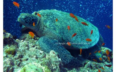 Plongée aux Maldives