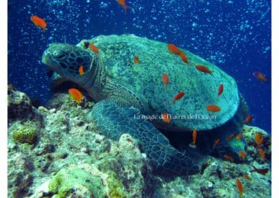 Tortue marine sereine entourée de poissons orangés dans un environnement aquatique de bien-être et relaxation