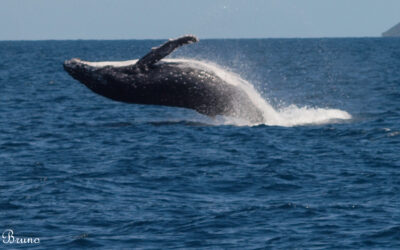 Le challenge d’être soi : ce que le monde de la baleine raconte du nôtre