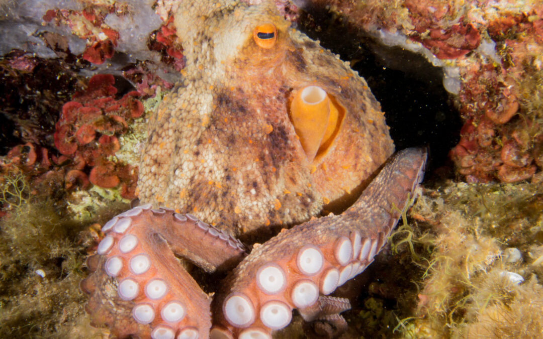 Le Poulpe ou l&rsquo;intelligence de l&rsquo;adaptation