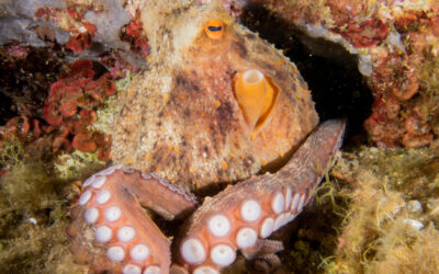 Le Poulpe ou l’intelligence de l’adaptation