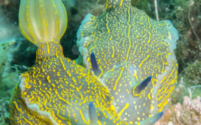 La limace de mer : subtilité et adaptation