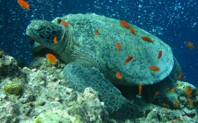 La tortue de mer : sagesse, patience, et résilience