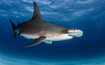 Changement climatique ou plutôt une crise de notre relation au vivant ?