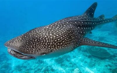 Le requin : force, instinct et maîtrise