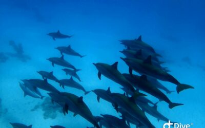 Voyager avec conscience