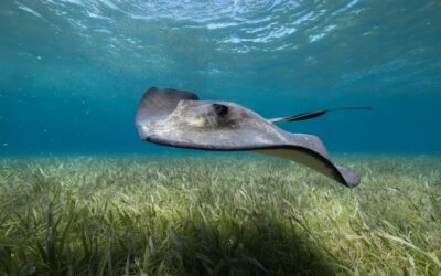 La raie : fluidité et liberté