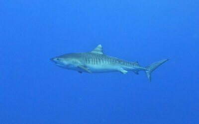 Le requin tigre : un symbole puissant entre respect et crainte