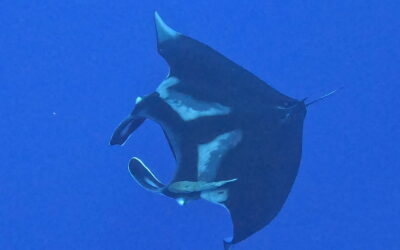 Plongée aux Maldives et Aqua Bien-Être : Une immersion entre océan et bien-être