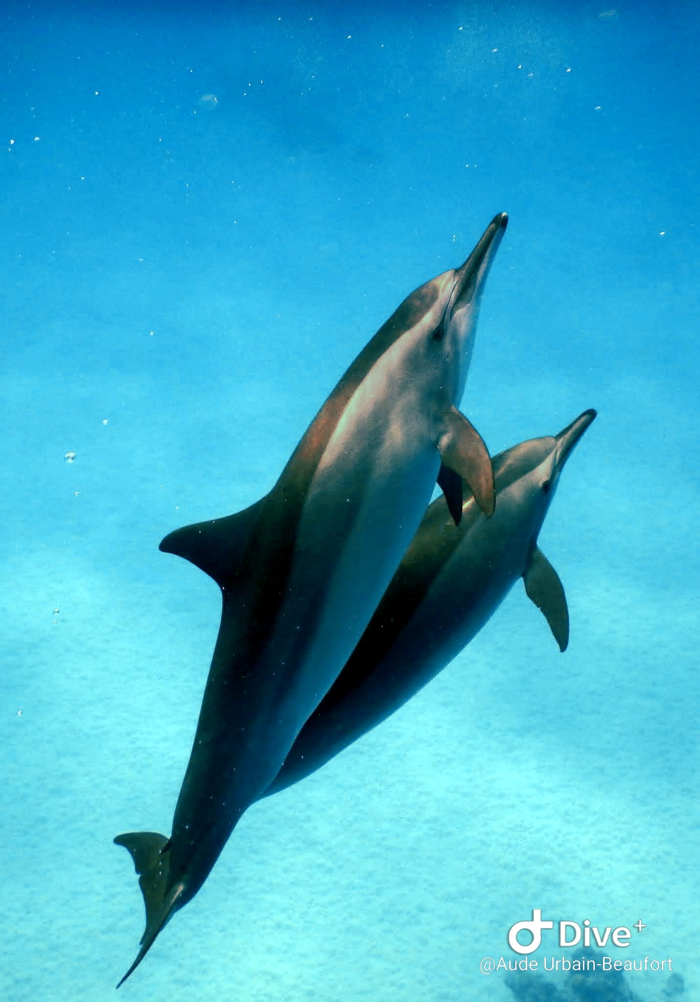 Séance d’accompagnement avec Agnès Ferrand, éducatrice spécialisée et sportive en exercice libéral, entreprise individuelle, en sophrologie aquatique, massage dans l'eau, Janzu, relaxation aquatique, méditation dans l'eau, plongée sous-marine. Lieux de pratique dans l’eau : piscine, mer. En cabinet privé : sophrologie, coaching, EFT. Bienfaits : bien-être, gestion des émotions, gestion de l'énergie, du stress, des traumatismes, des tensions et douleurs corporelles. Accompagnement inspiré par la symbolique de la vie aquatique, de la faune et de la flore marine, pour inspirer notre vie quotidienne. Objectif : soutenir les personnes dans leur autonomie et leur mieux-être.