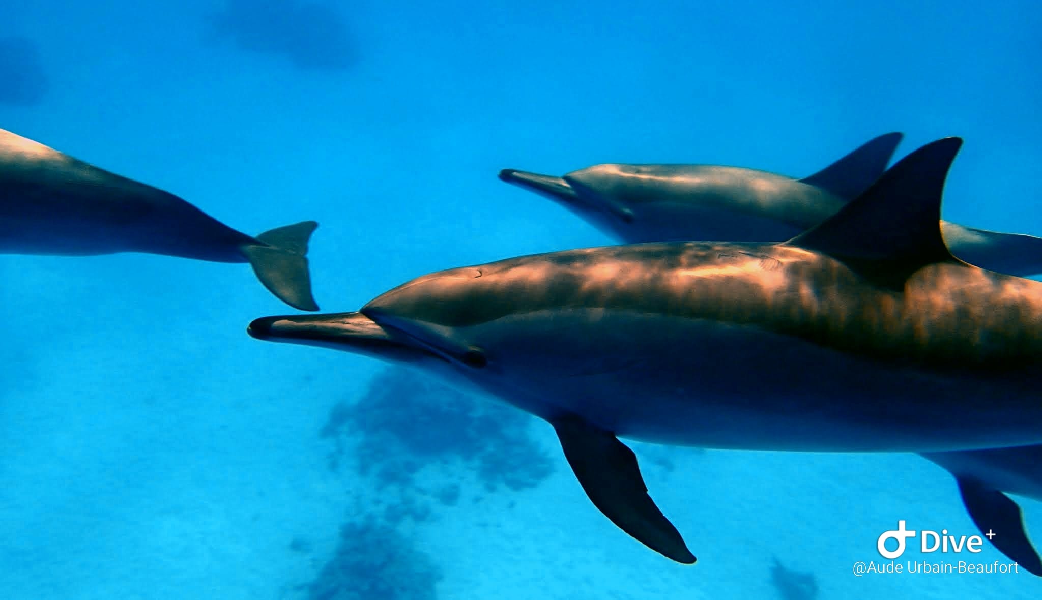 Dauphins nageant en harmonie dans une eau cristalline bleue symbolisant la fluidité et le bien-être à Bastia
