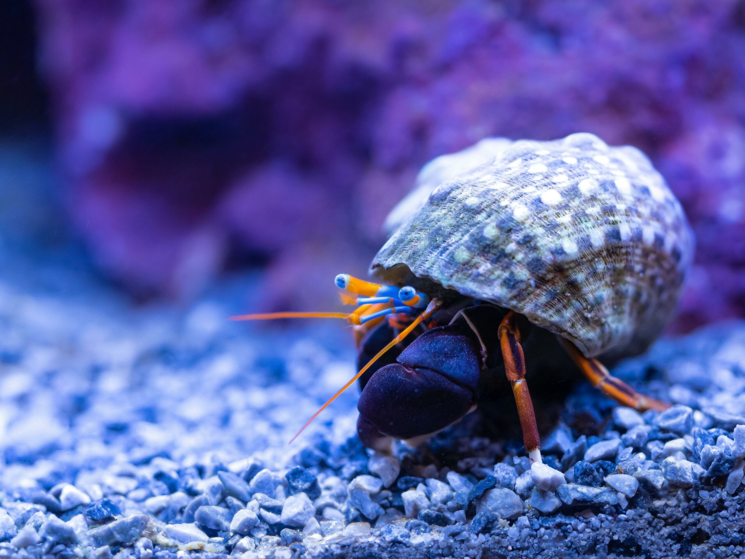 Crabe bleu et orange sous sa coquille texturée sur sable fin, symbole de protection et bien-être aquatique en harmonie marine