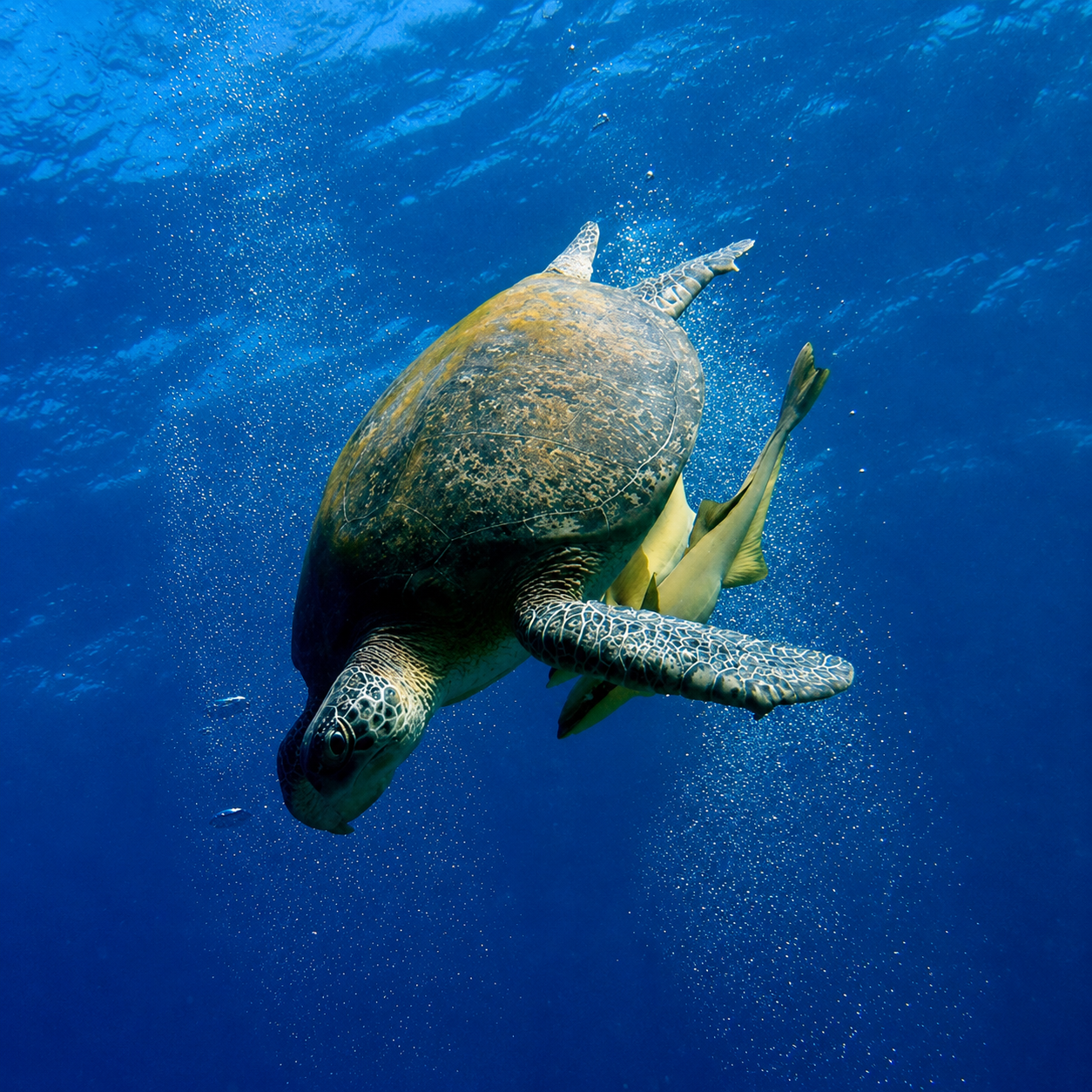 Tortue marine glissant gracieusement dans l'eau bleue cristalline illustrant la fluidité du bien-être aquatique