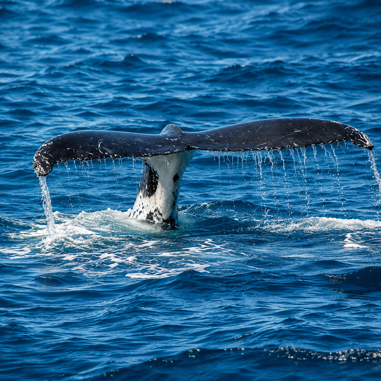 Baleine plongeant sa queue dans l'océan bleu, symbole de fluidité et lâcher-prise pour le bien-être aquatique