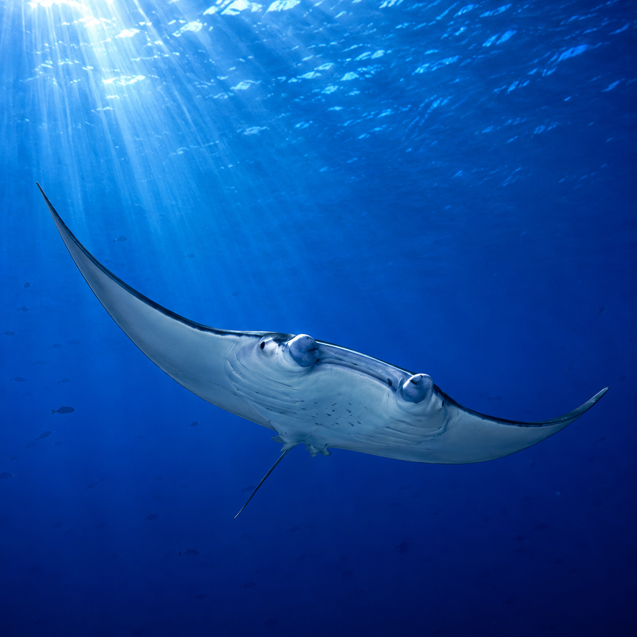 Raie manta gracieuse aux ailes déployées dans l'eau bleue cristalline, symbolisant fluidité et bien-être aquatique