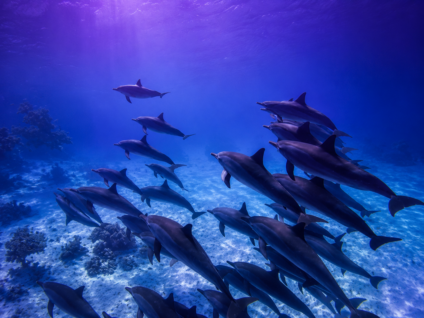 groupe de dauphins dans une eau très claire, symbolisme de solidarité et entraide