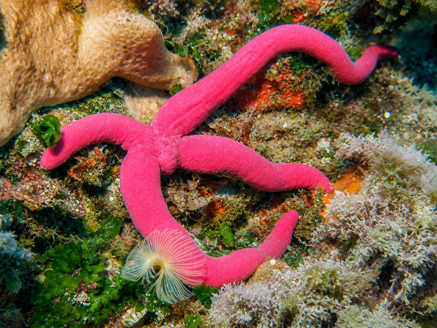 étoile de mer à qui il manque un bras, pourpre de couleur, symbolisant la capacité de résilience