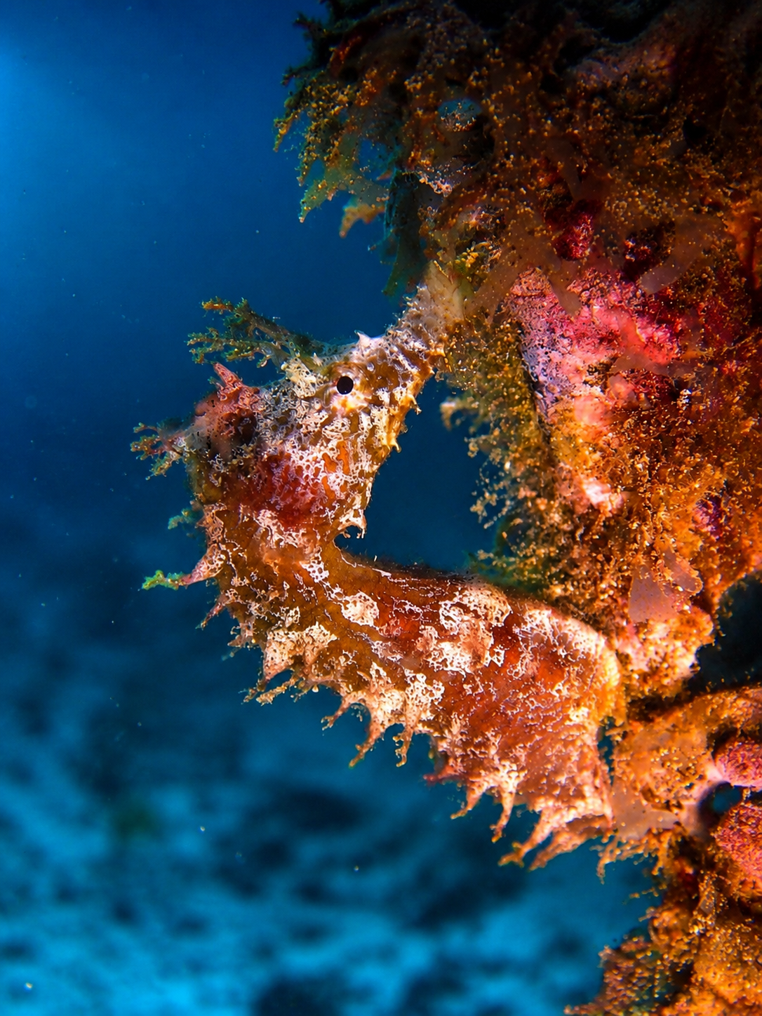 hippocampe symbolisnat petit mais costaud, fragile mais fort dans une eau de mer