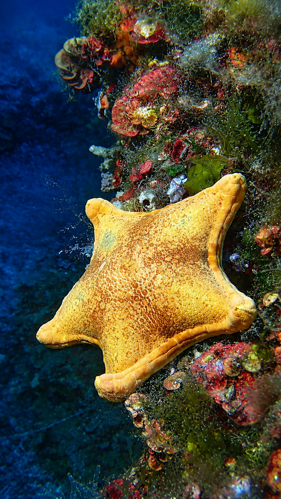 étoile de mer biscuit jaune dans la mer ; sereine au plus de l'océan